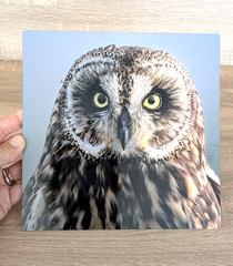 Hawaiian Short-Eared Owl Close Up Prof Photo 8×8 on Metal Plate Leighton Lum