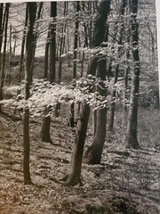 TREES FOREST LEAVES ORIGINAL SIGNED ART PHOTO B&W STETTNER VTG MATTE NJ CAMERA