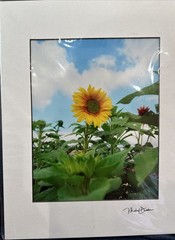 Michael Descher Wall Art 10×8 Lot Of 2 Flowers