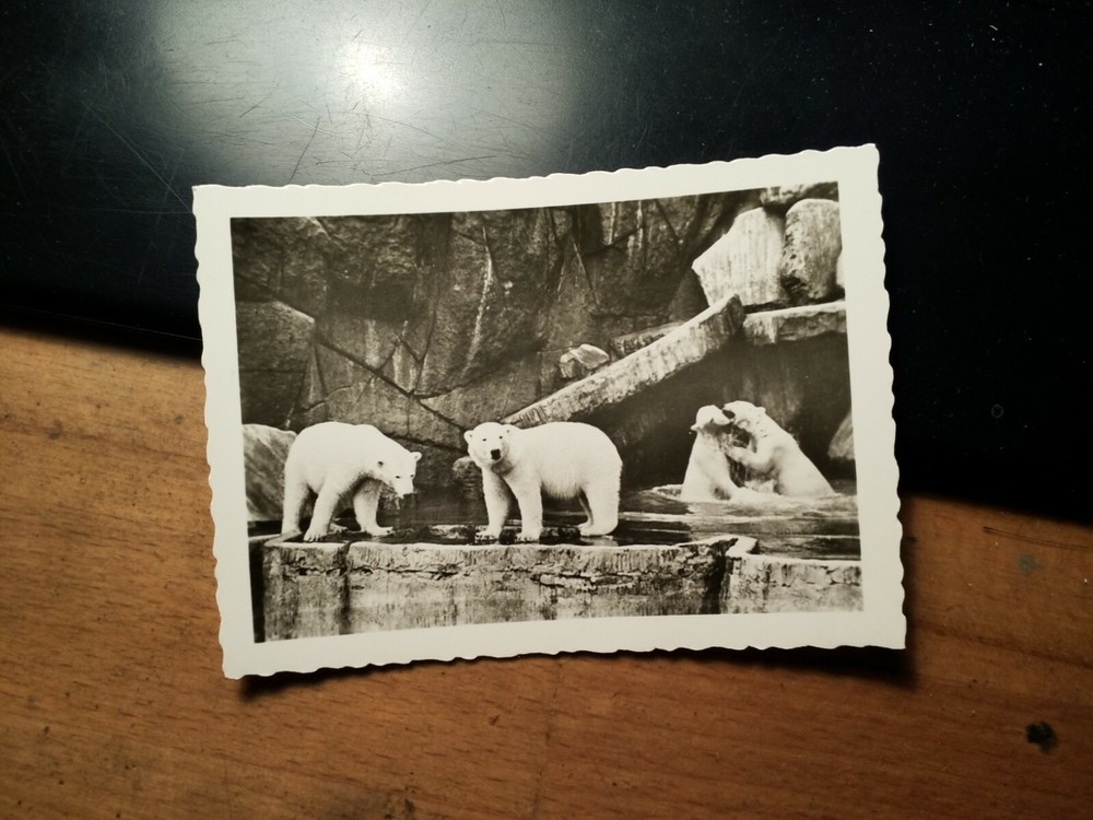 Hamburg – Carl Hagenbeck Zoo – polar bears – polar bear / photo