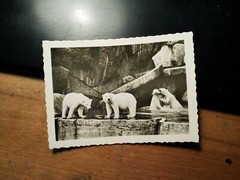 Hamburg – Carl Hagenbeck Zoo – polar bears – polar bear / photo