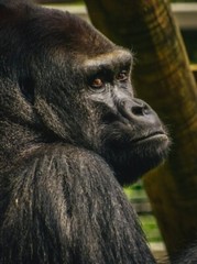 Digital Image Picture Photo Pic Wallpaper Background Black Gorilla Animals