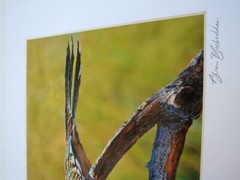 Roadrunner Joshua Tree California 8×10 Photograph signed Brian Blackwelder – #53