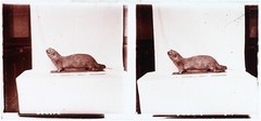 Otter Tier Ausgestopft Präparat Zoologie c1920 Foto Stereo Vintage Platte Glas