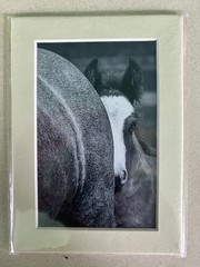 Original Photo Of Colt (Horse), 2014, By Horse Photographer Helen Peppe