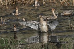 Pintails Photo 1, Pick One Image – Various Sizes