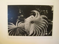 FINE ART PHOTOGRAPH 1 OF 250 – UNDERWATER CARIBBEAN LACE by JERRY H JONES