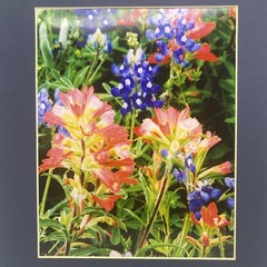 Matted Pink Blue Flowers Nature Photo Print 11 X 14 Wall Art Gallery Decor