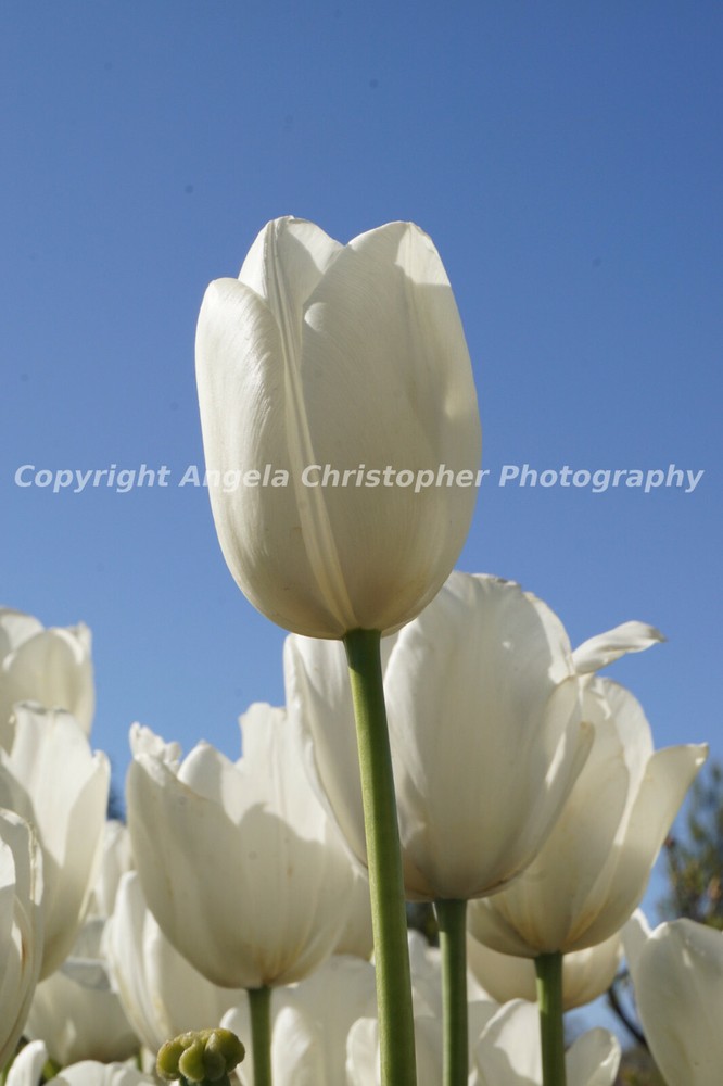 Original ACEO photo fine art print 2.5×3.5 inch SKY REACHING TULIP white flower