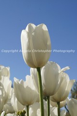 Original ACEO photo fine art print 2.5×3.5 inch SKY REACHING TULIP white flower
