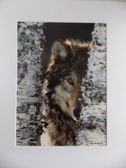 WOLF PHOTOGRAPH BY WARREN MAGILL LIMITED EDITION 20″ X 16″