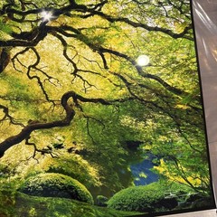 Peter Lik Small Tree Photo Print 24×16 Signed Unframed