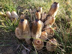 Mushrooms Digital Photo, Desktop Wallpaper, Cellphone Wallpaper