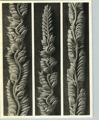 1942 Original BOTANICAL Slough Grass PLANT Flower Photo Art KARL BLOSSFELDT