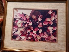 21×17 Vintage Art Photograph TULIPS BY JULIAN E. CARABALLO
