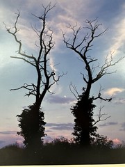 Patricia McGrady Photography – “Two Trees” – Gorgeous Art