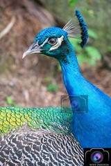 *NEW* 12X18 PEACOCK Photography Print Wildlife Nature Birds