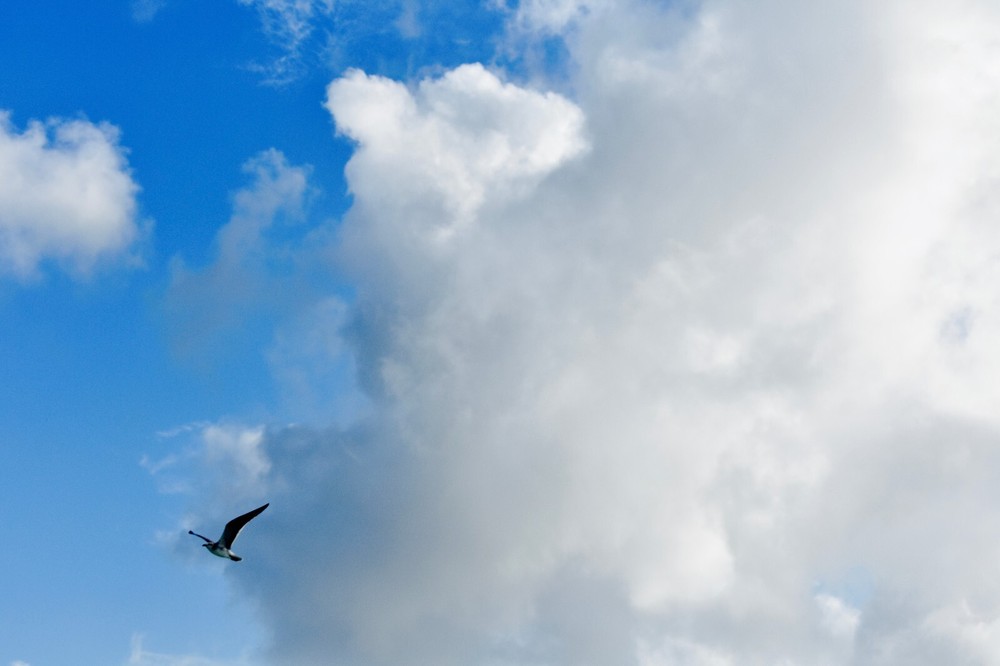 Digital Image Photo Wallpaper Background Blue Sky White Cloud Birds Landscape!