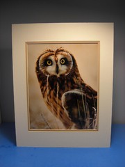 Warren Magill «Short Earred Owl» LTD ED Signed Color Photograph