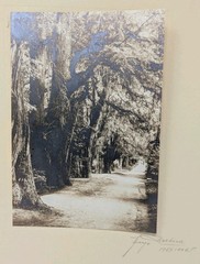 Hugo Brehme Photo Bosque de Chipultepec? Mexico Black & White Fine Art Signed