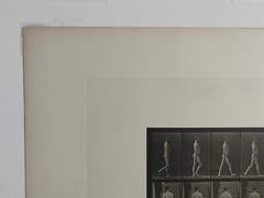 EADWEARD MUYBRIDGE authentic 1887 collotype ANIMAL LOCOMOTION PLATE 550 – lewitt