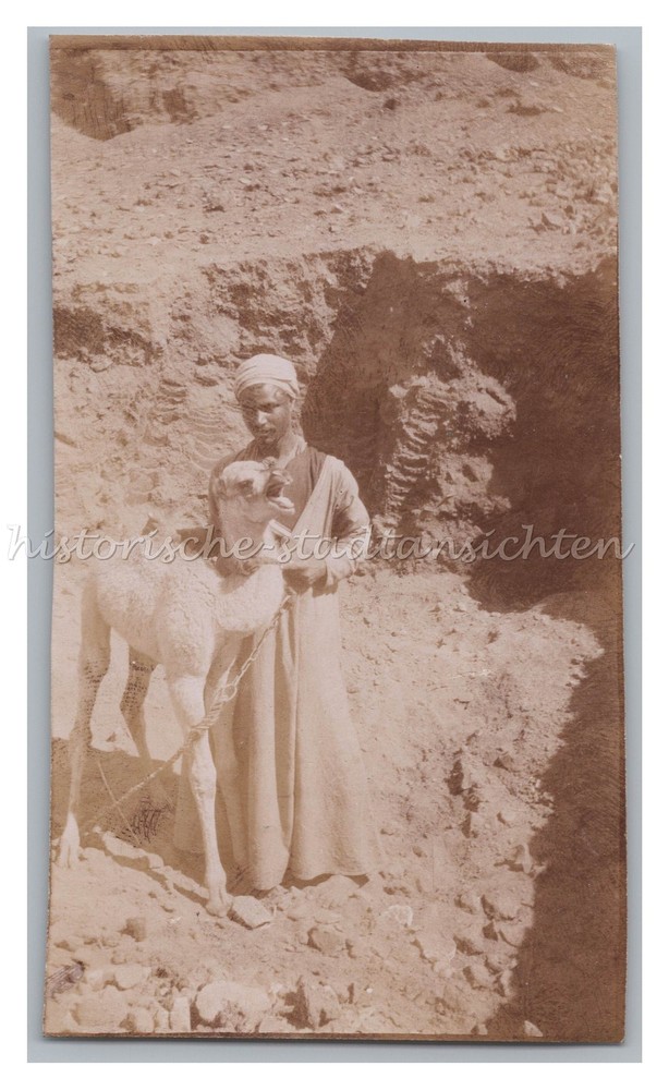 Helwan Helouan / Egypt 1902 – Man with Young Camel – Old Photo 1900s