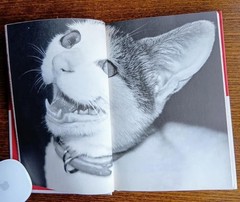 Nobuyoshi Araki Chiro My Love Photo 1992 Cat Photograph
