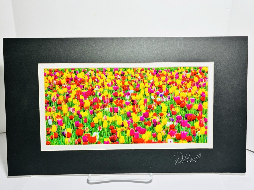 Beautiful Picture of a field of Tulips signed by artist D Hall