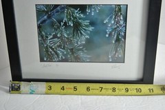 Icy Pines 1 of 50 Framed and Matted Under Glass Signed Photograph