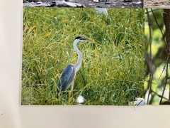 6 Original Bird Photography 8” X 10”
