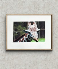Giraffe Close Up Photo – Matted 8×10 African Wildlife Animal Wall Art