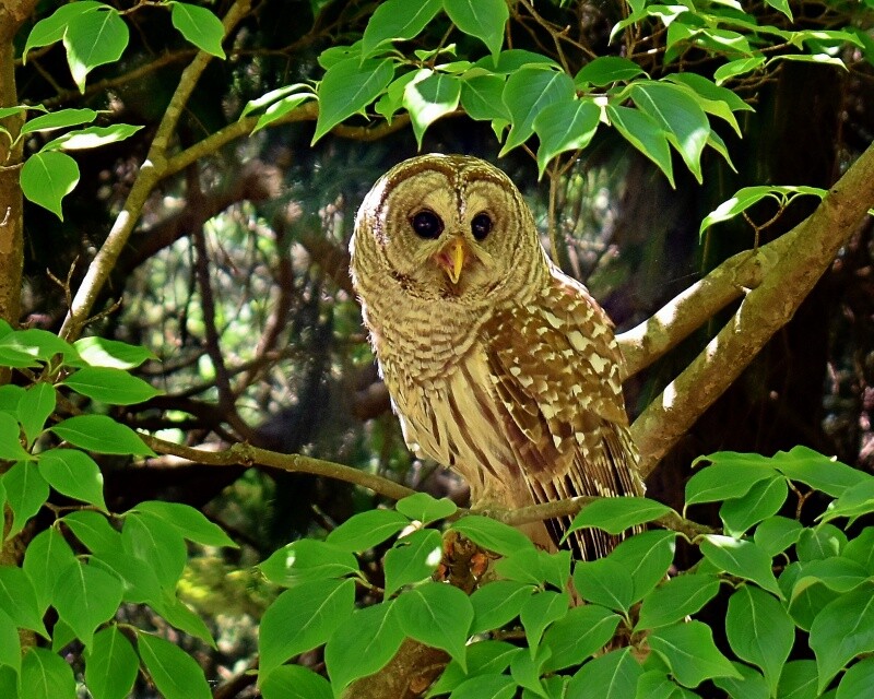 Art Photograph 8×10 Glossy Barred Owl Bird Artist Signed