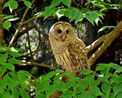 Art Photograph 8×10 Glossy Barred Owl Bird Artist Signed