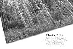 Black and White Photography Print of Aspen Tree Grove on Autumn Day in Colorado