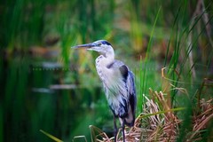 Wildlife Photography Print – Picture of Great Blue Heron in South Carolina