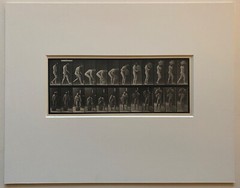 EADWEARD MUYBRIDGE authentic 1887 collotype ANIMAL LOCOMOTION PLATE 218 – lewitt
