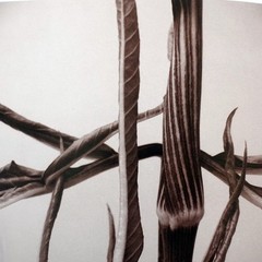 RON VAN DONGEN: One Picture Book Ltd Ed SIGNED w Photo ‘Arisaema Angustatum’ NEW