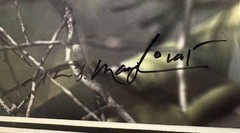 Thomas D. Mangelsen “Ruby of the Palo Verde” Limited Edition Cardinal Photograph