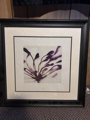 Botanical Flower Minimalism Color Art Photograph Matted & Framed