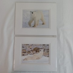 Polar Bear Photography Prints Set of 2 Matted Wildlife Art Photos Mike Johnson