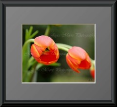 Orange Tulip Flower Canvas Texture Photograph Styrene Wall Print Photograph 10×8