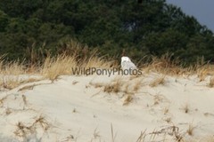 Snowy Owl Photo, Pick One Image – Various Sizes