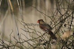 Cardinal Photo, Pick One Image – Various Sizes