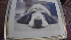 Doggy Dreams Photoprint Jan Lindblad 16″x12 Under Glass Matted & Framed 22″x16″
