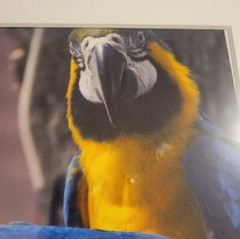 Blue and Yellow Macaw, Framed Fine Art Photography Gorgeous Parrot Bird Nature