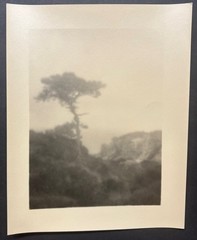 Original LEOPOLD HUGO Solitary Torrey Pine OCEAN CALIFORNIA Pictorialism PHOTO