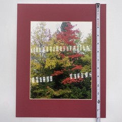 Matted Autumn Trees Landscape Photo Print 11 X 14 Wall Art Gallery Decor