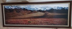 Thomas Mangelsen ‘After The Ice Age’-Grizzly Bear, Ltd Edition/ FRAMED 1992
