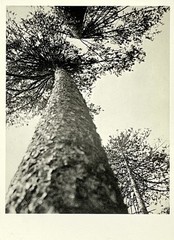 Alexander Rodchenko Art Photo Print Card – Pine Trees in Pushkin Park, 1927