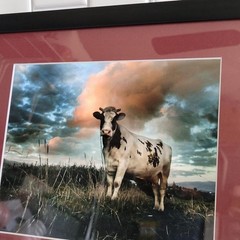 15×13 Framed Art  Enhanced Color Photography  Theme ‘The Cow’  Lightweight Frame